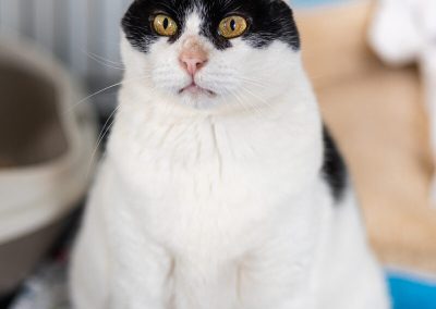 kora