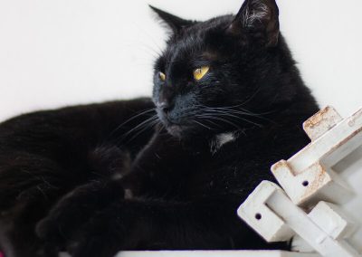 Teófilo