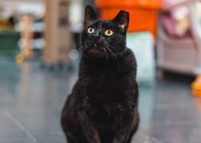 Pateta