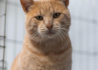 Catpool