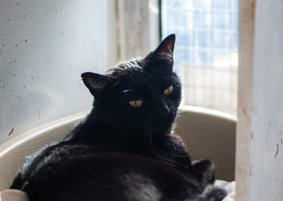 Teófilo